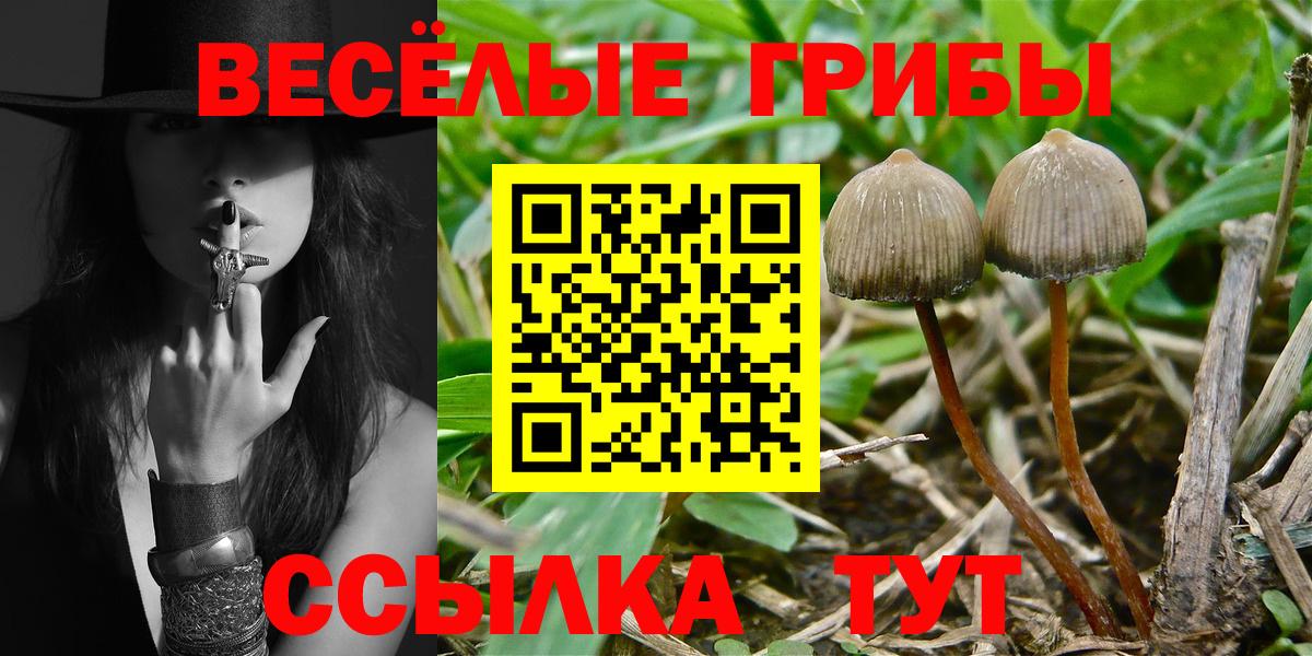 Галлюциногенные грибы Magic Shrooms  Вход с VPN  Галлюциногенные грибы Psilocybine cubensis  Краснознаменск 